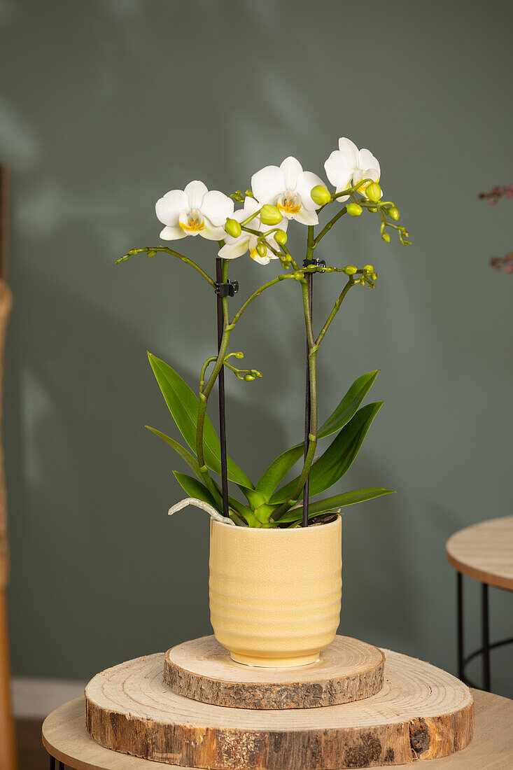 Phalaenopsis multiflora, white