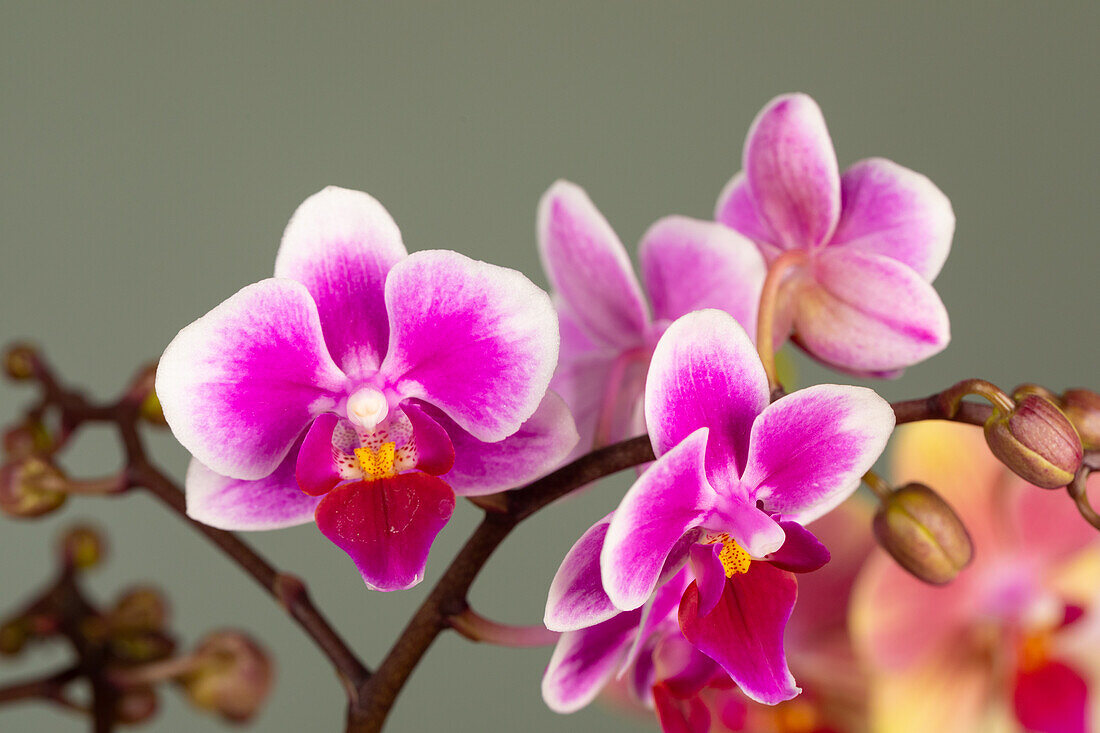 Phalaenopsis multiflora