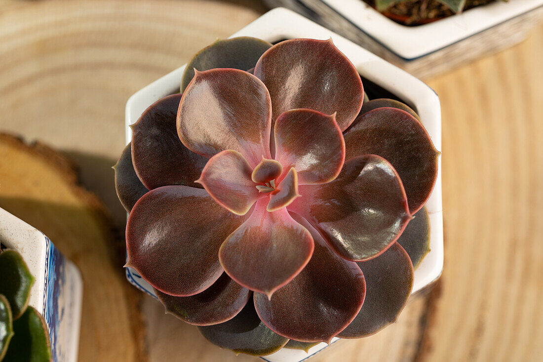 Echeveria