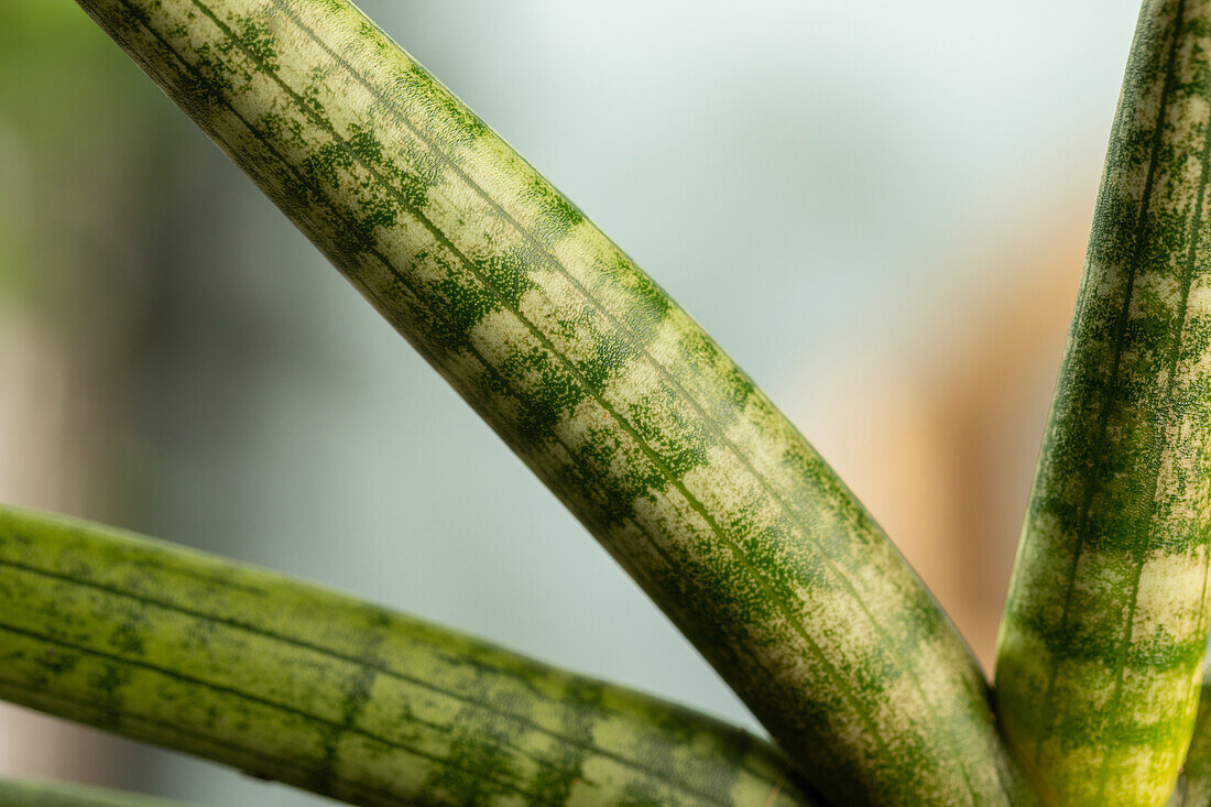 Sansevieria cylindrica 'Skyline'