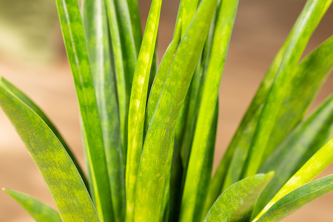 Sansevieria kirkii 'Friends'