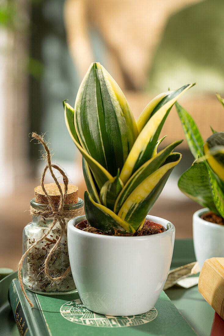 Sansevieria trifasciata 'Hahnii Jade Pagoda'