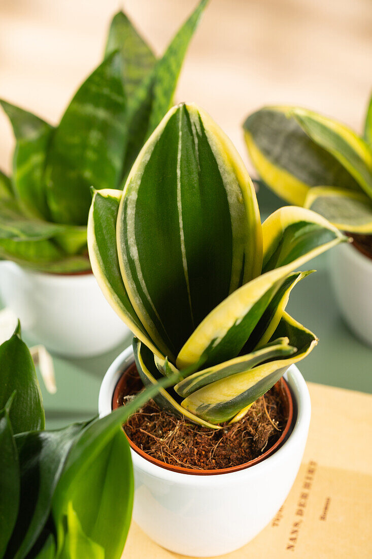 Sansevieria trifasciata 'Hahnii Jade Pagoda'