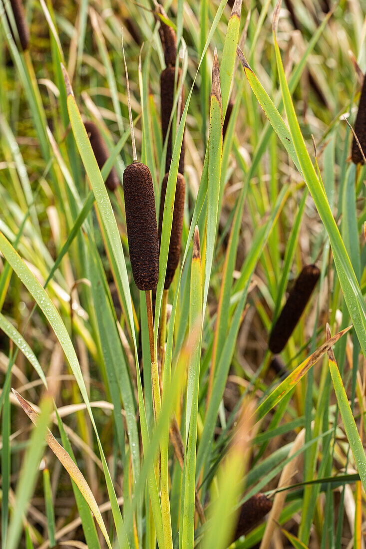 Typha latifolia