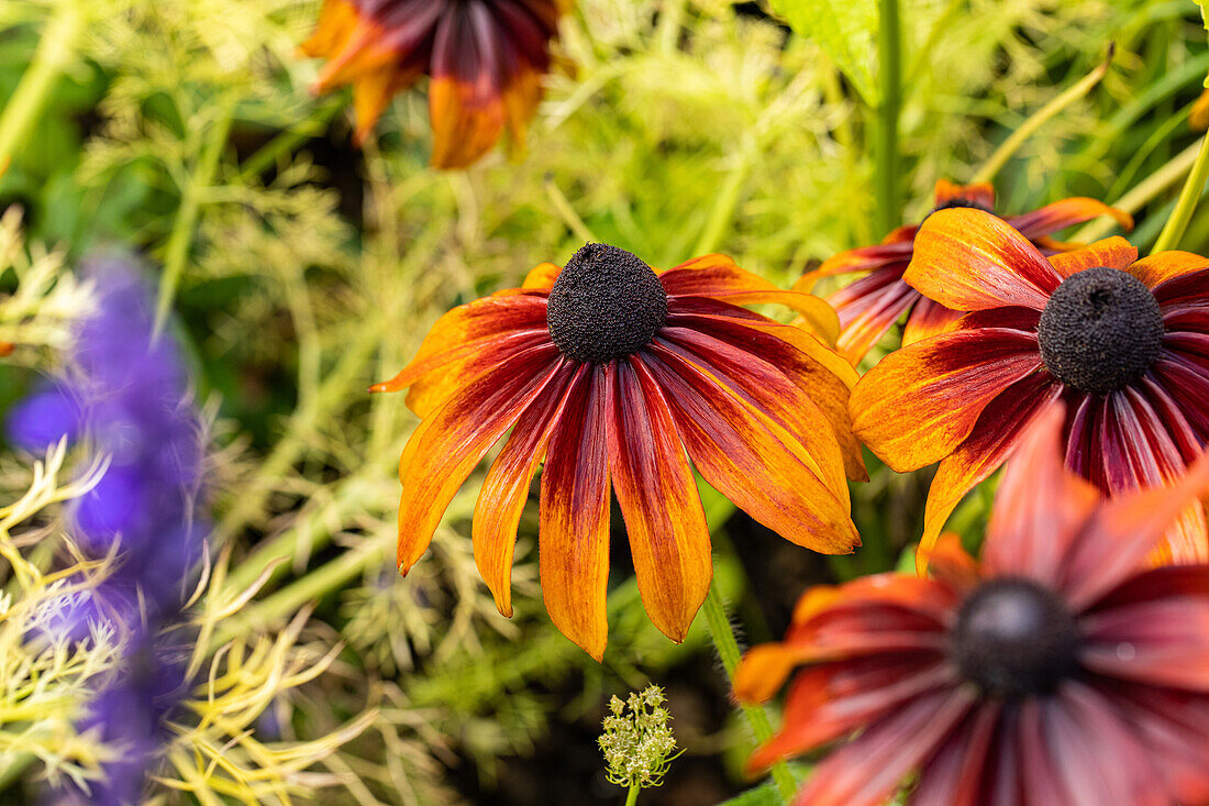 Rudbeckia hirta 'Chocolate Orange'