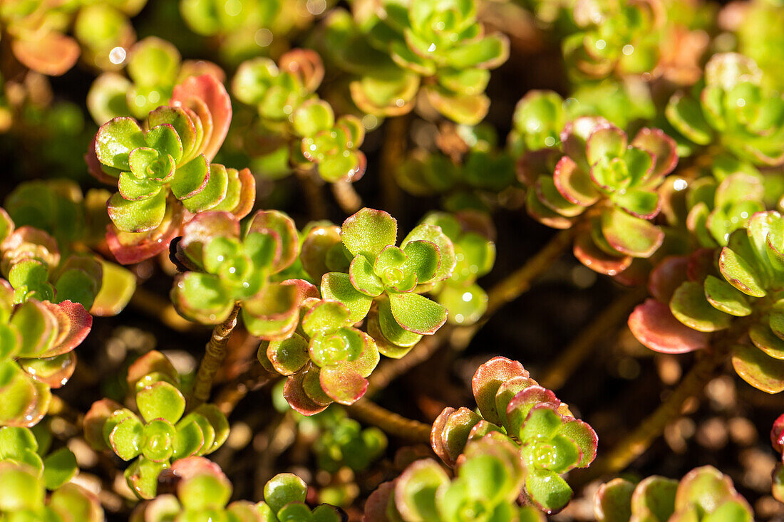 Sedum cauticola