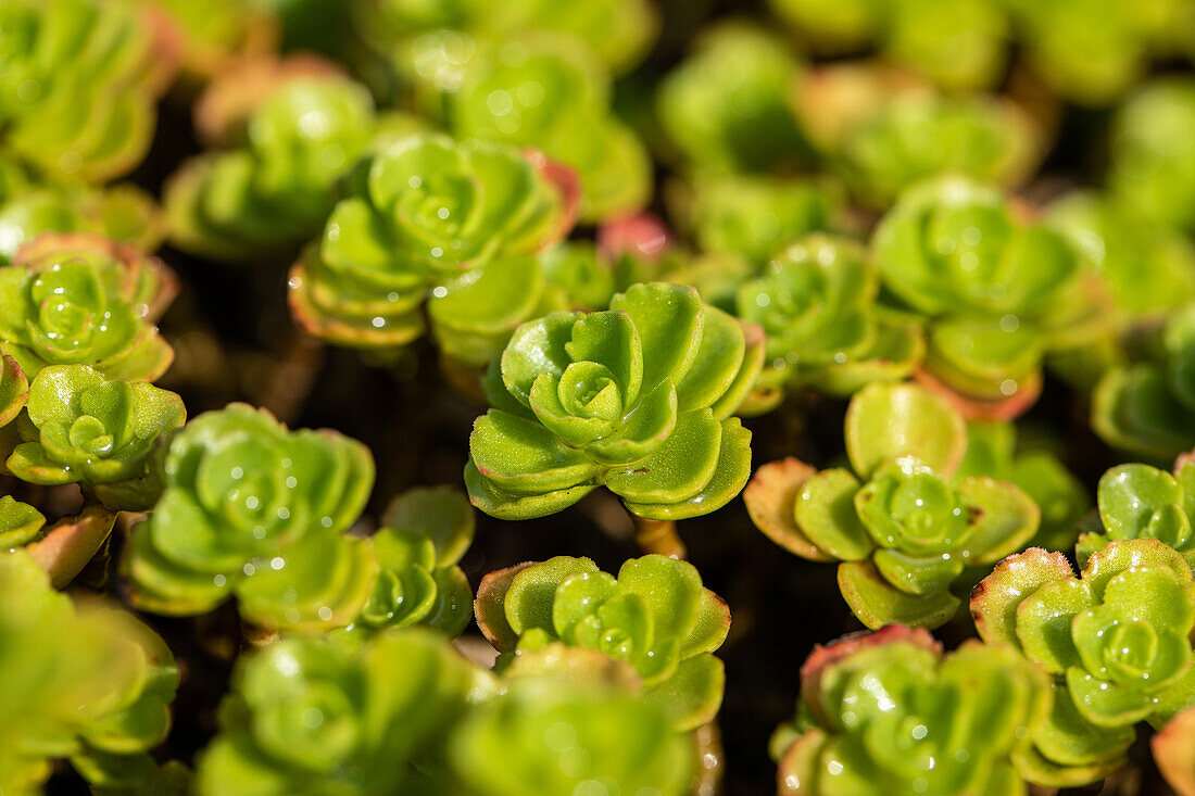 Sedum cauticola