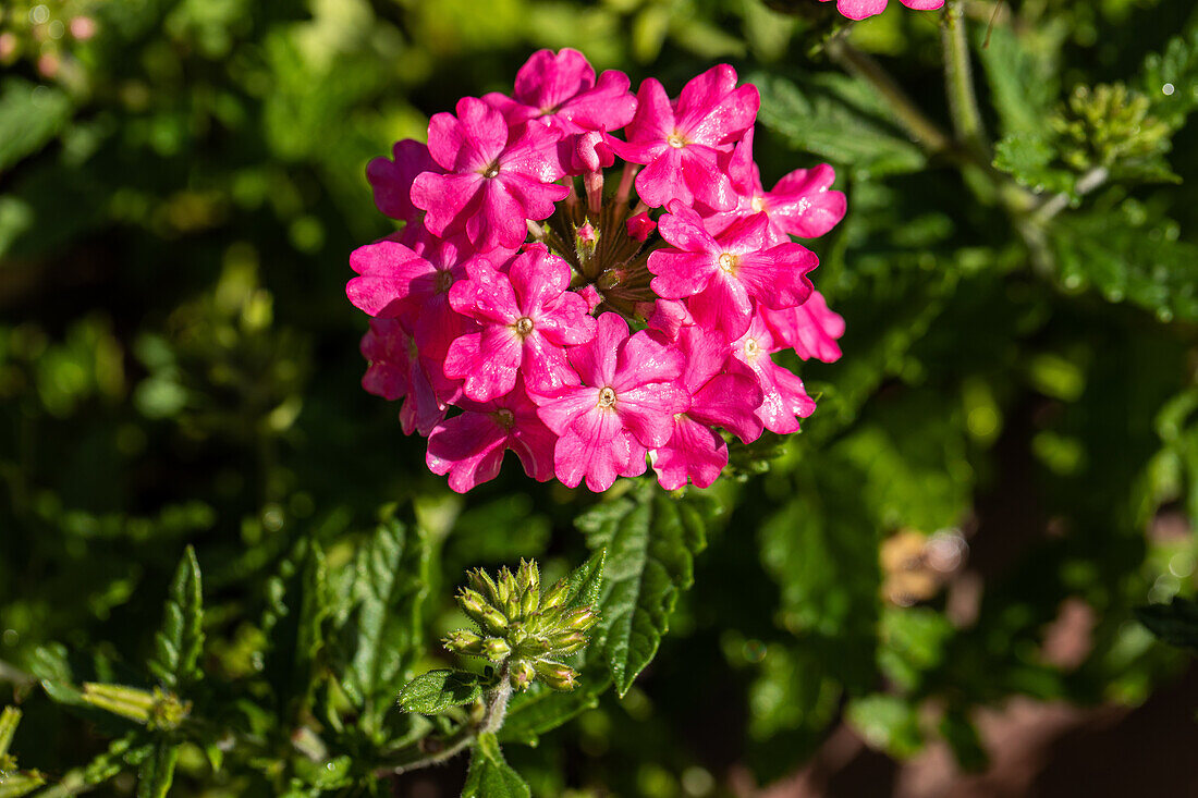 Verbena, pink