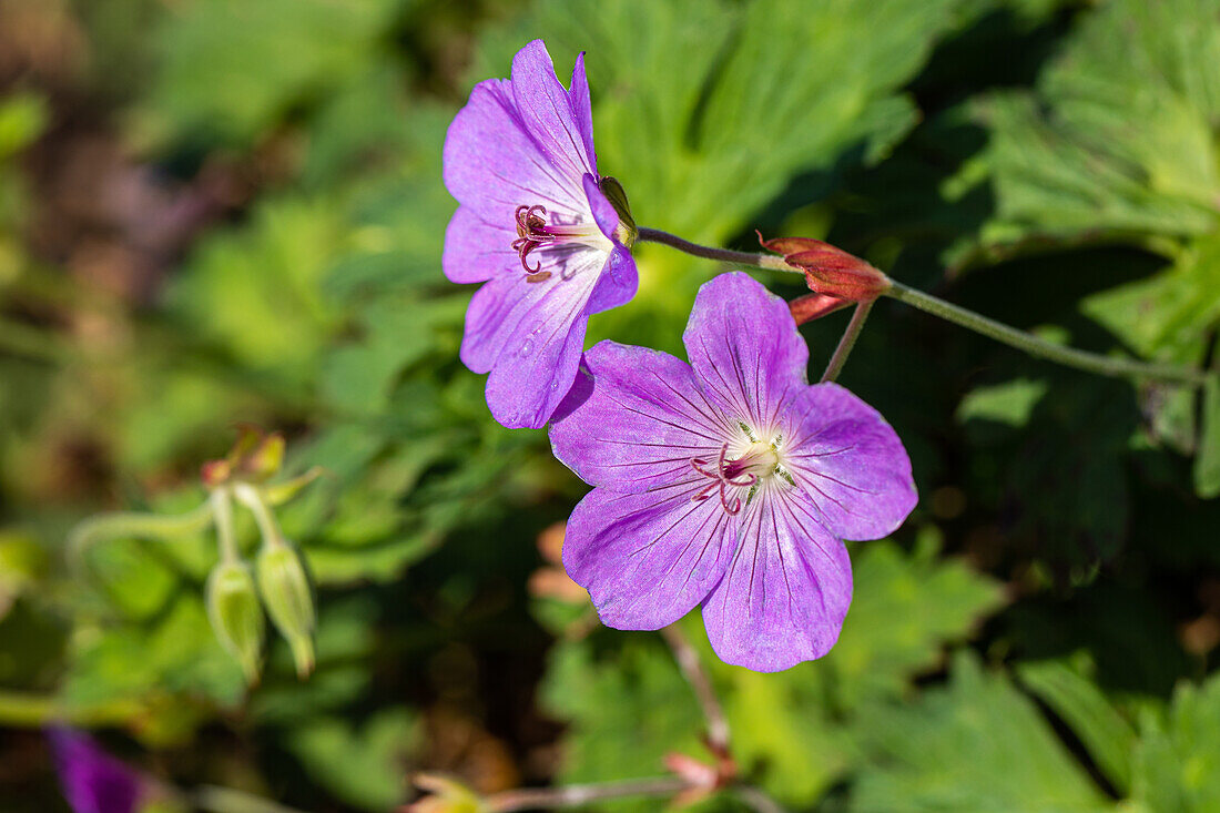 Geranium wallichianum