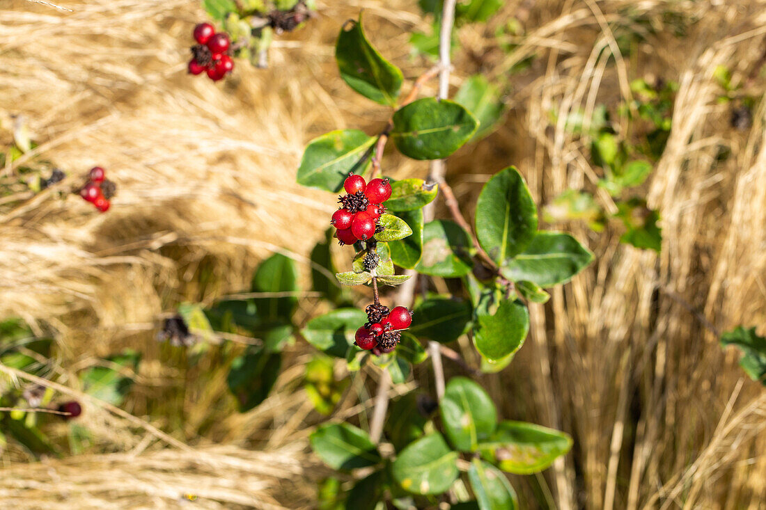 Lonicera heckrottii