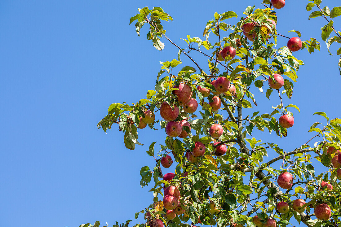 Malus domestica