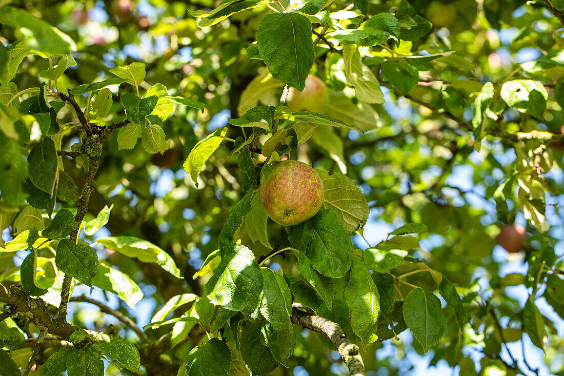 Malus domestica