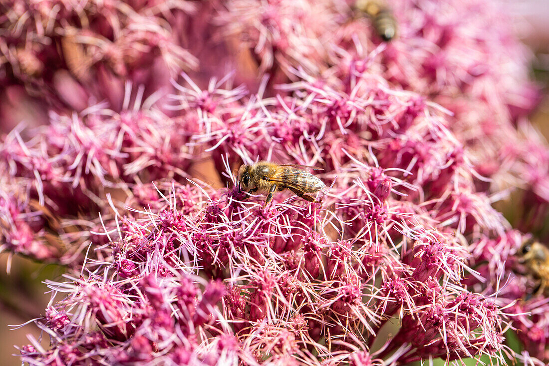 Biene auf Blüten