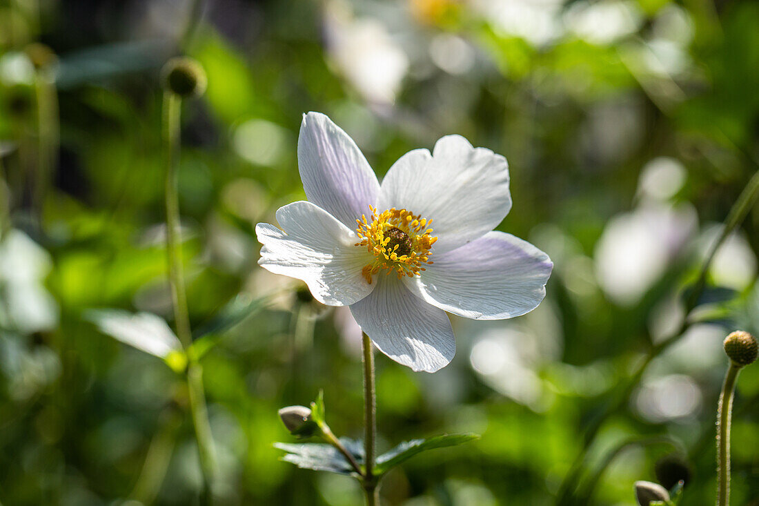 Anemone japonica, white