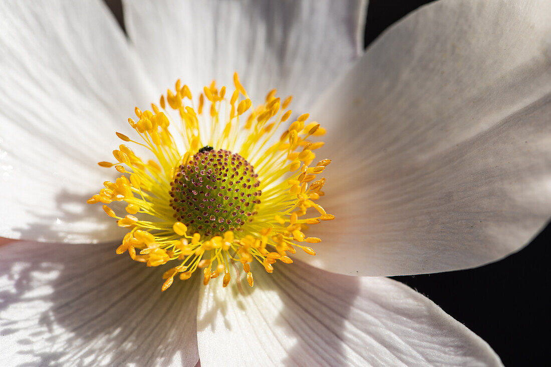 Anemone japonica, white