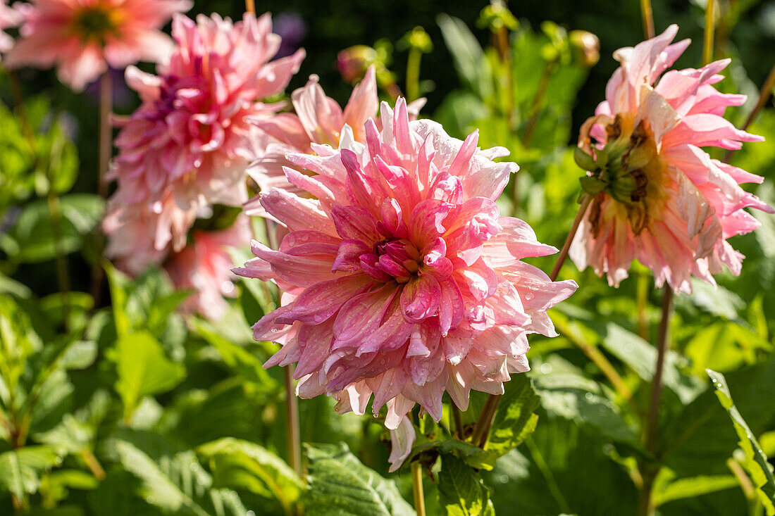 Dahlia