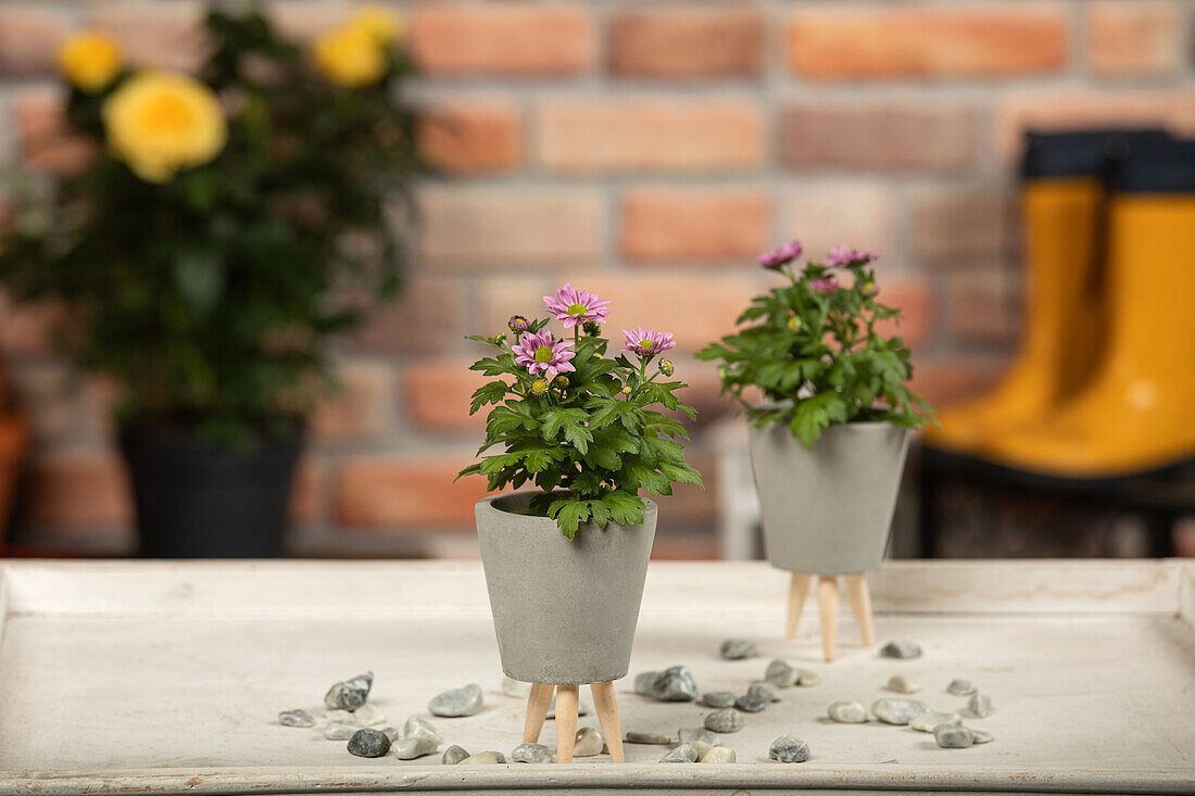 Chrysanthemum indicum, pink