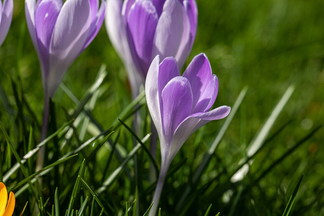 Crocus vernus