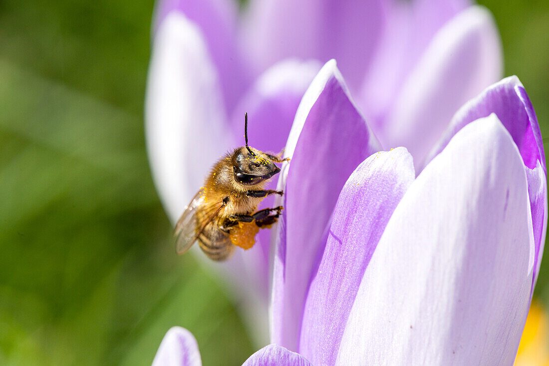 Bee on crocus