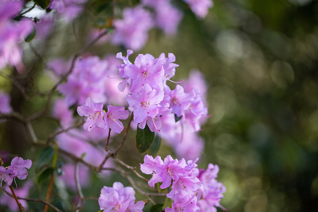 Rhododendron 'Praecox'