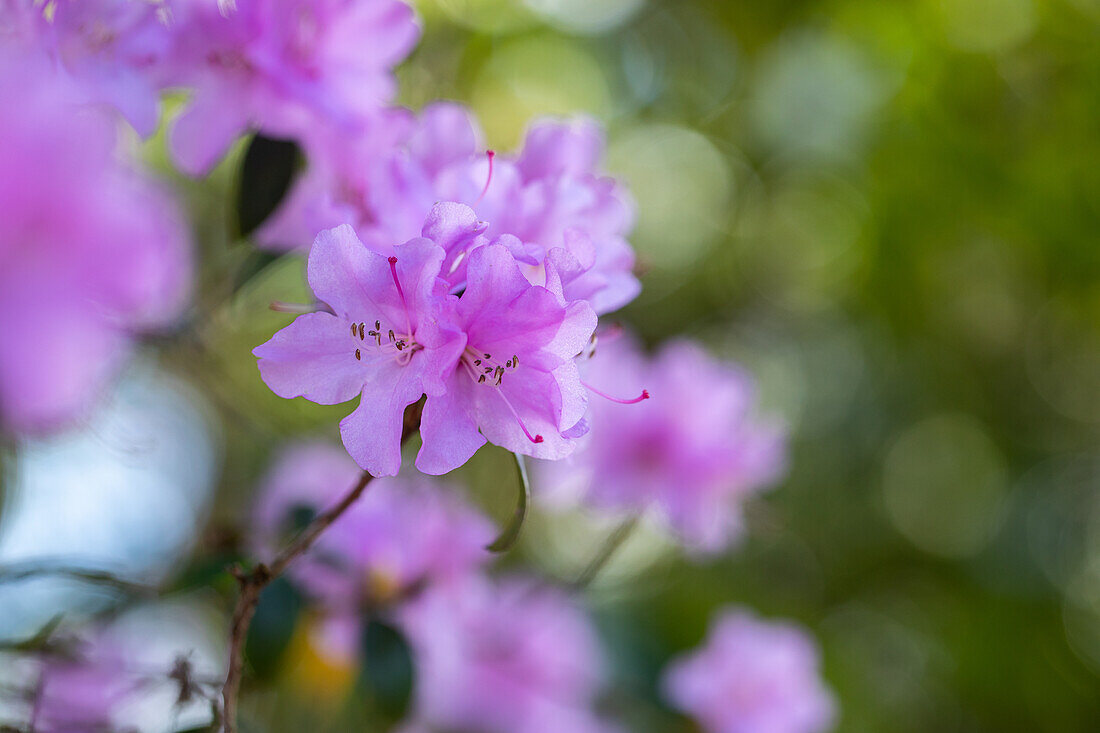 Rhododendron 'Praecox'