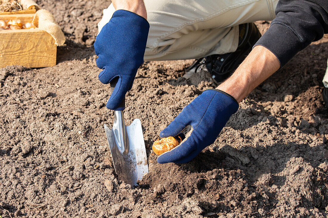 Planting flower bulbs