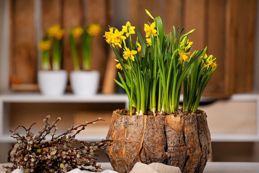 Narcissus cyclamineus