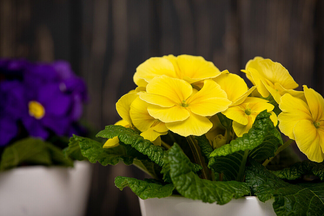 Primula vulgaris, yellow