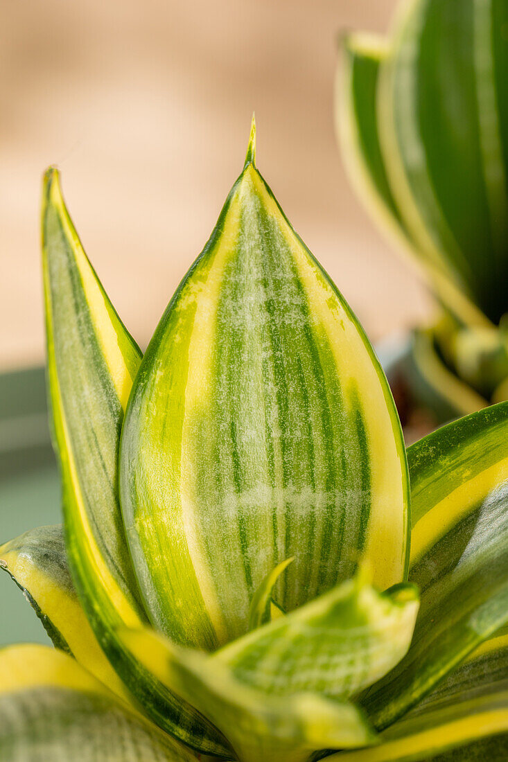 Sansevieria trifasciata 'Golden Hahnii'