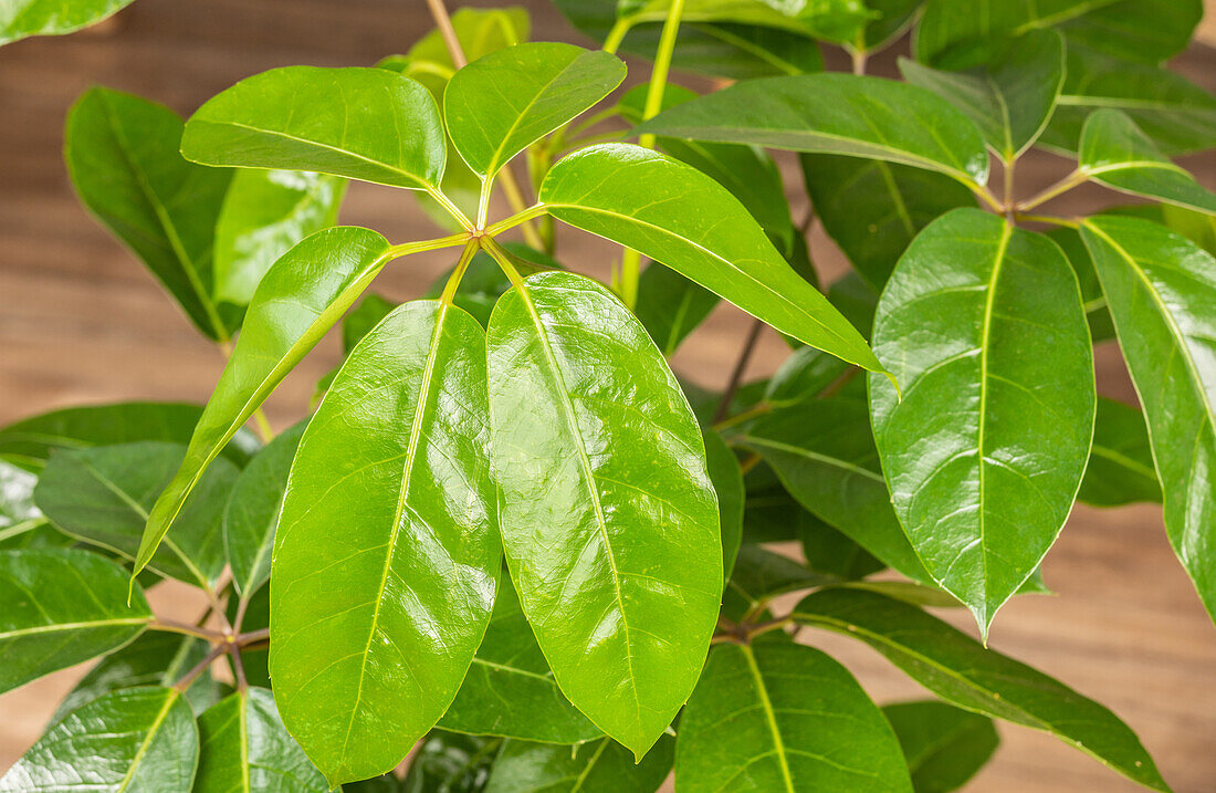 Schefflera arboricola 'Amate'