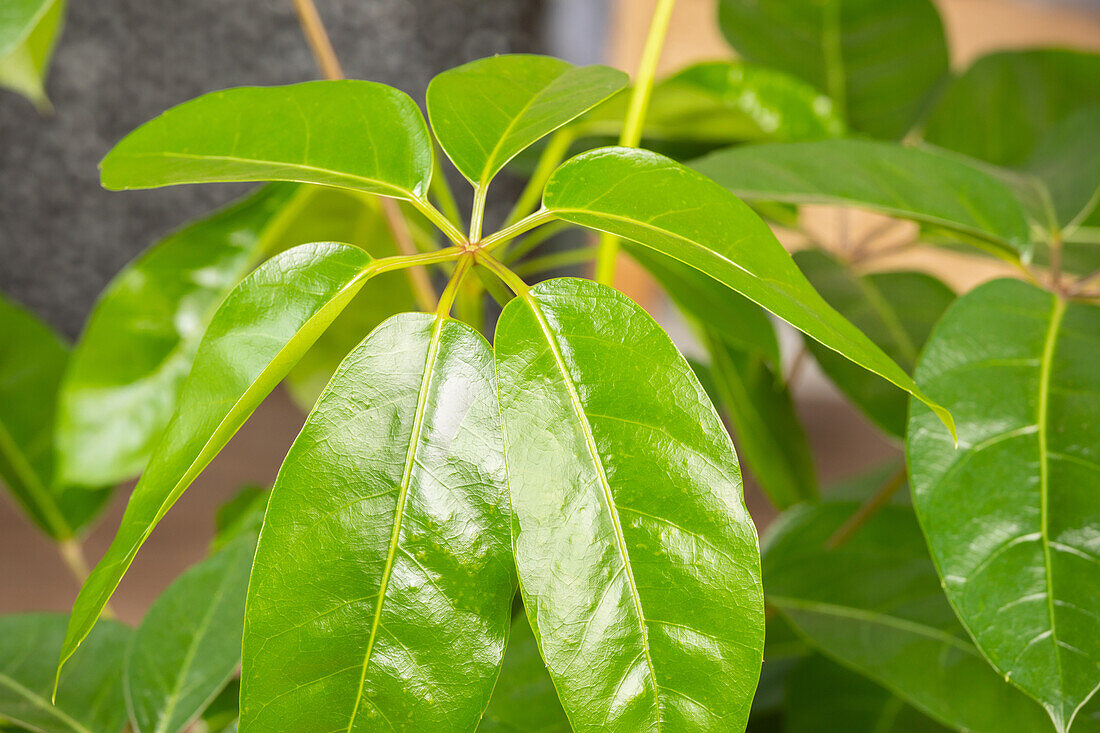 Schefflera arboricola 'Amate'