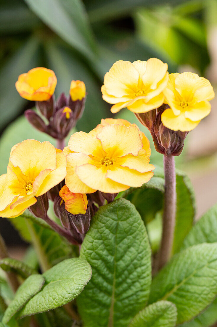 Primula veris, yellow