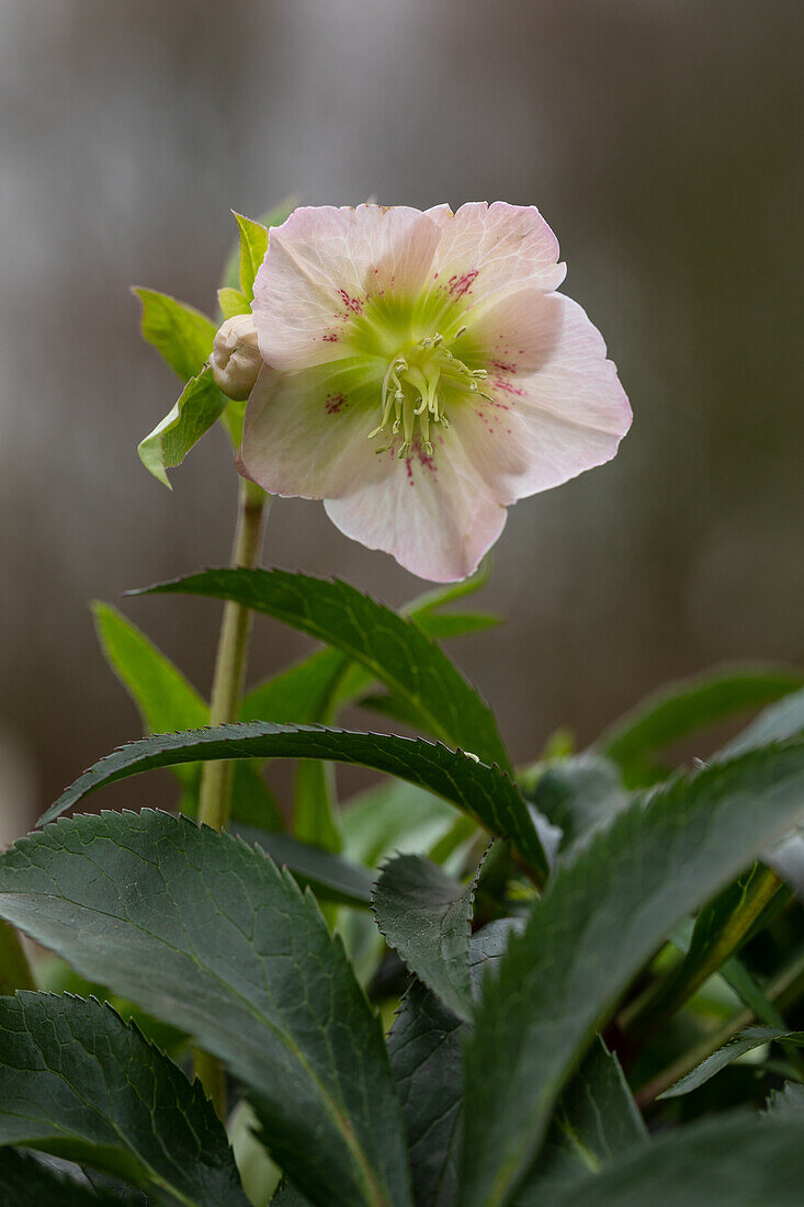 Helleborus orientalis, rosa