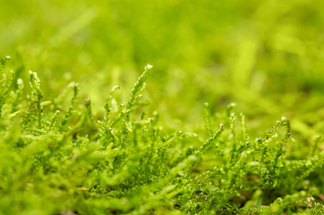 Moss