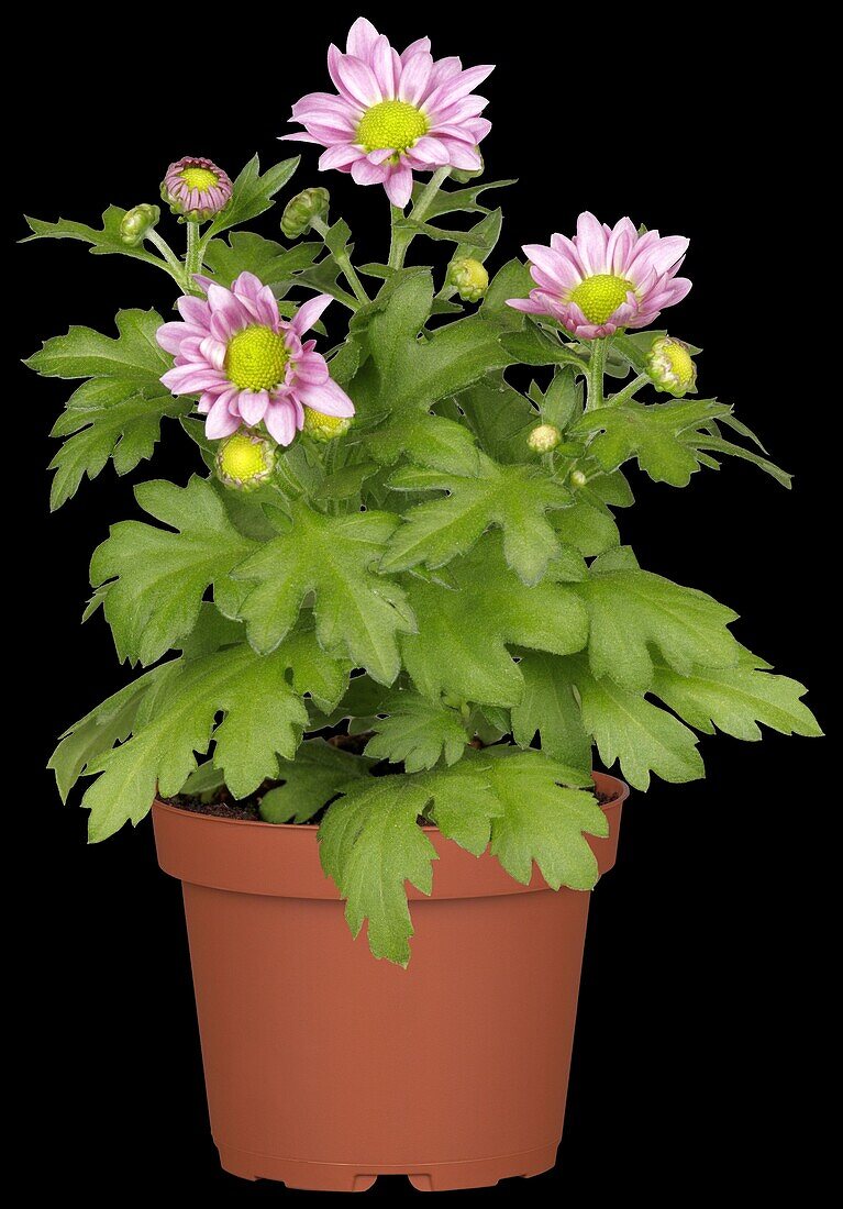 Chrysanthemum indicum, pink