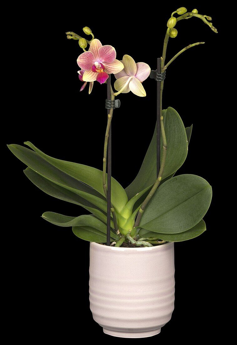 Phalaenopsis, bicoloured