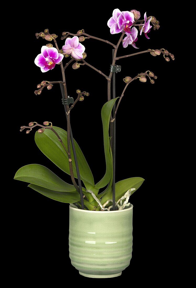 Phalaenopsis multiflora