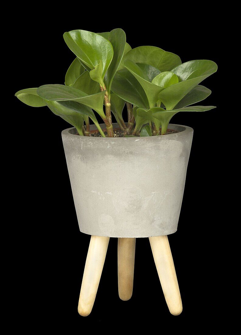 Peperomia obtusifolia