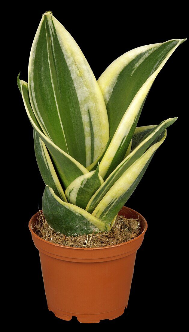 Sansevieria trifasciata 'Hahnii Jade Pagoda'