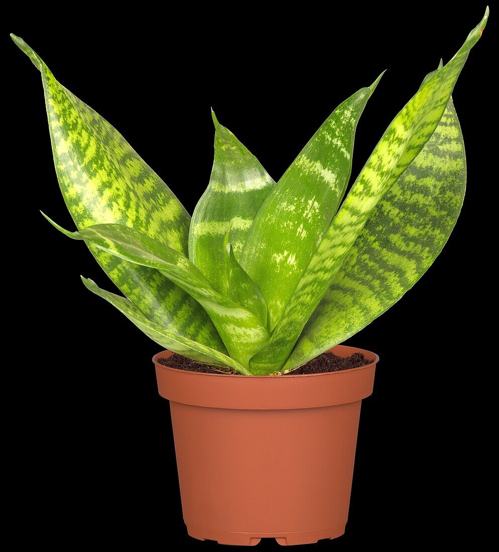 Sansevieria trifasciata 'Hahnii'