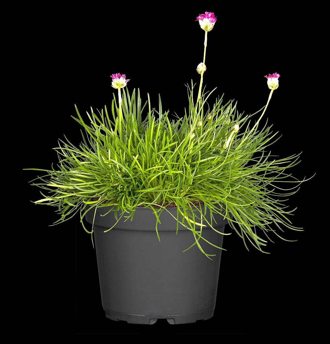 Armeria maritima, karminrot