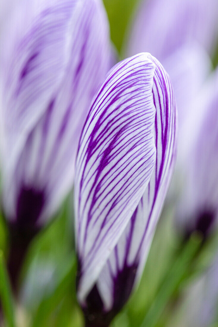 Crocus vernus, striped