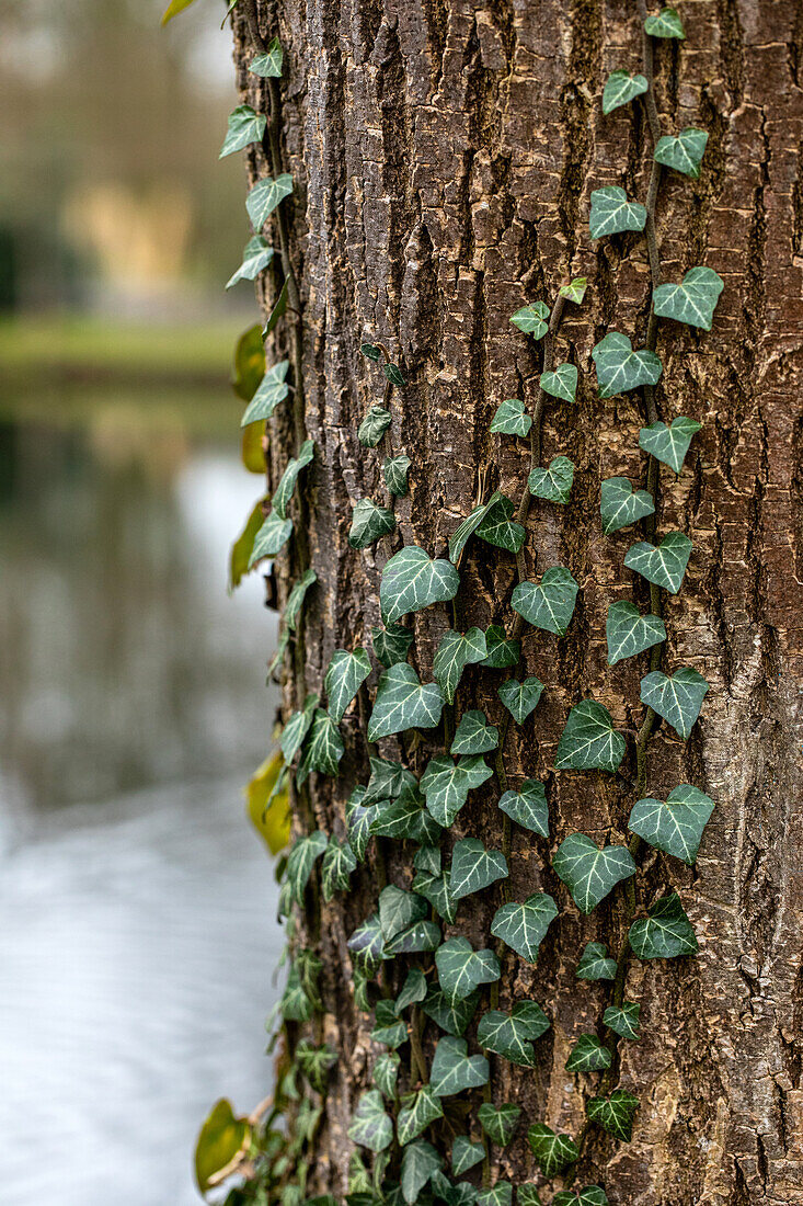 Hedera helix