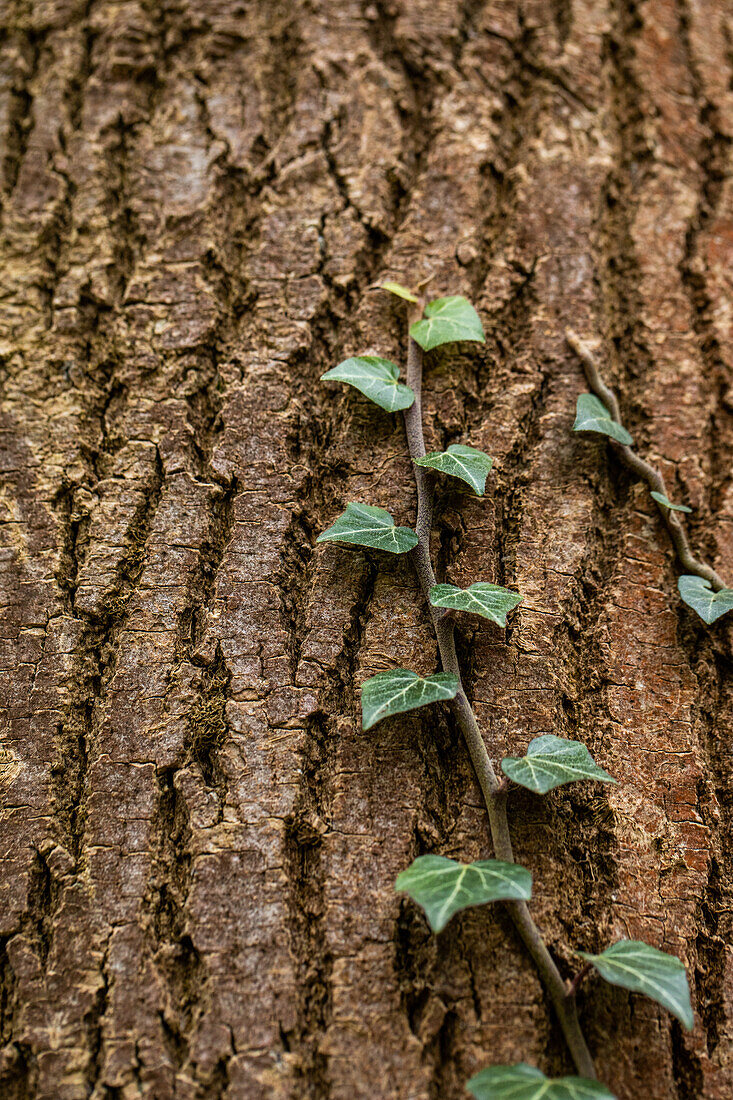 Hedera helix