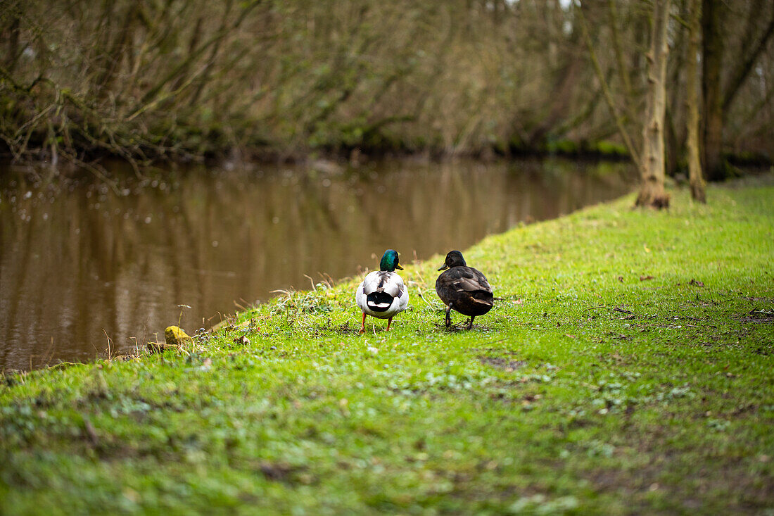 Zwei Enten