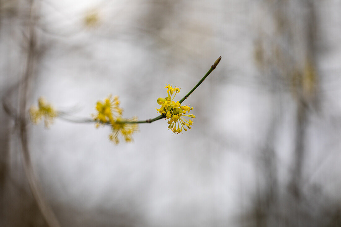 Cornus mas