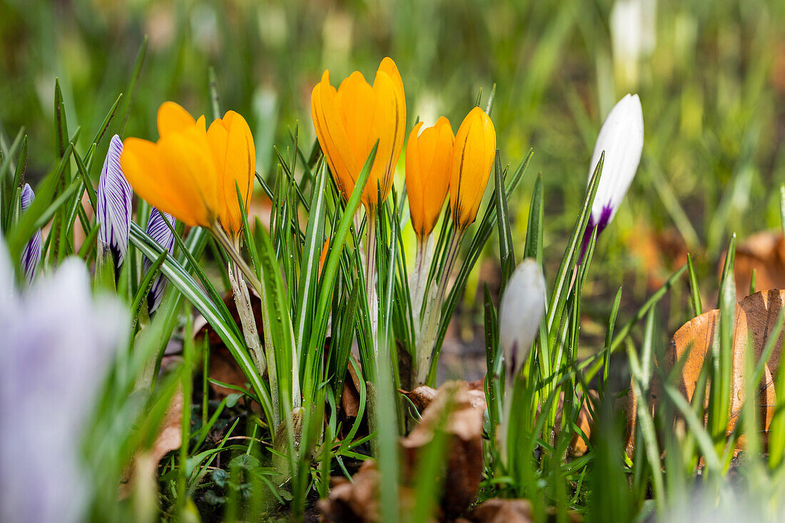 Crocus chrysanthus, yellow