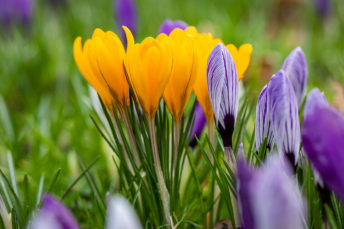 Crocus vernus, yellow