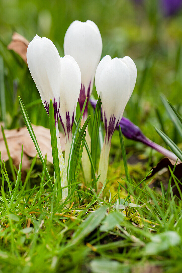 Crocus vernus, white