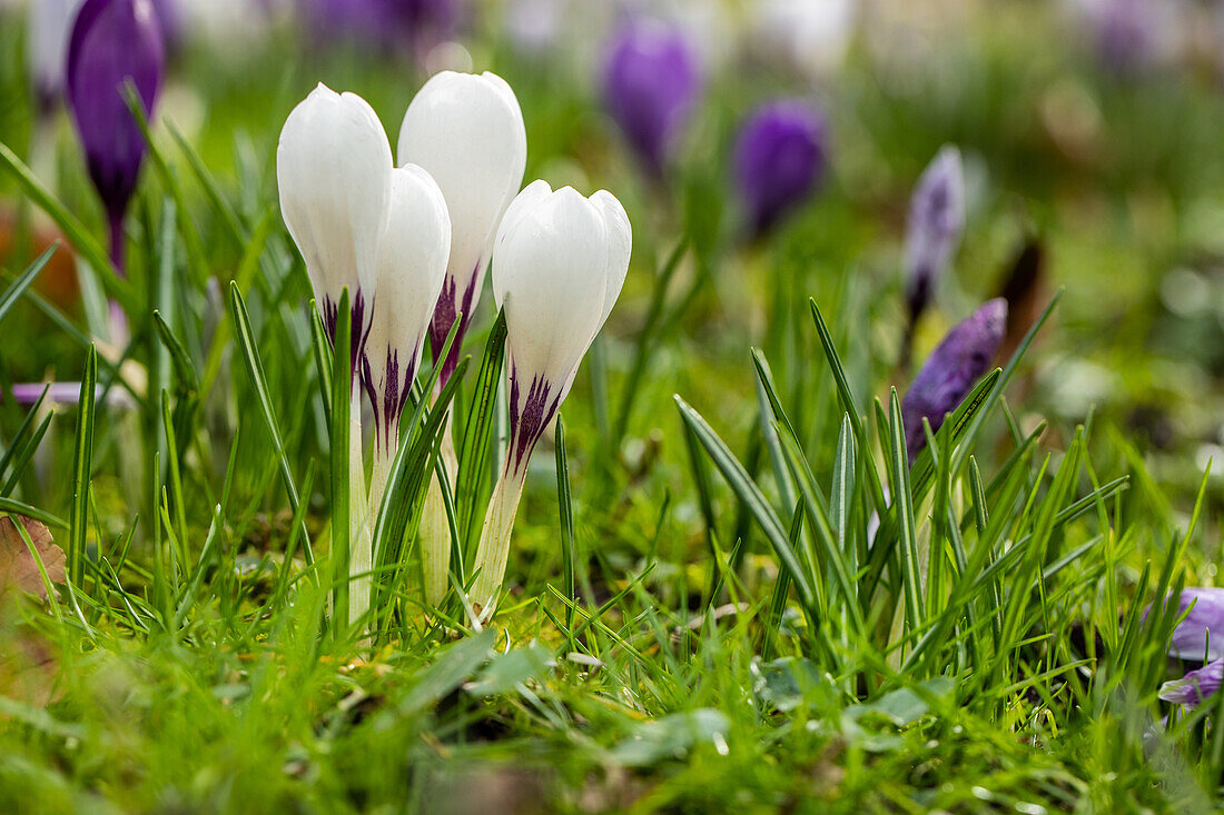 Crocus vernus, white